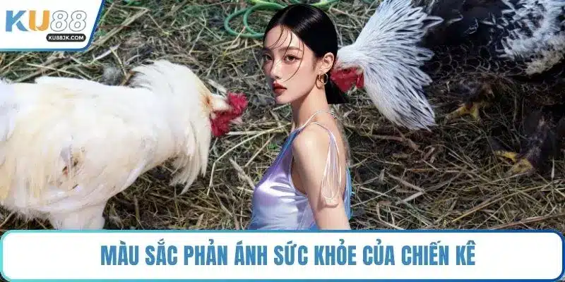 Màu sắc phản ánh sức khỏe của chiến kê