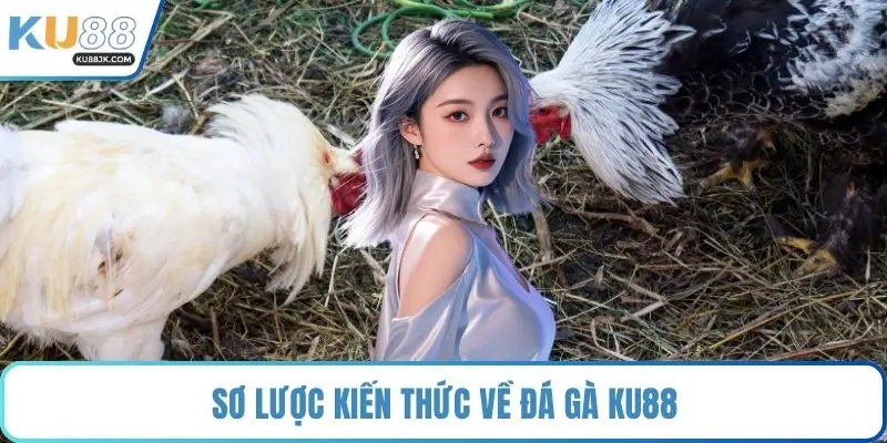 Sơ lược kiến thức về đá gà KU88